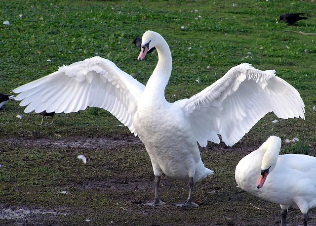 swan